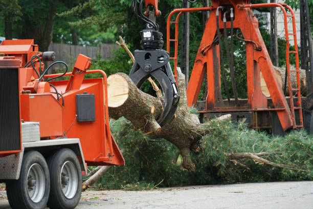  , USA Tree Service Pros